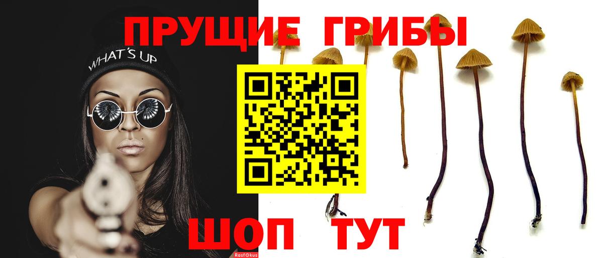 Галлюциногенные грибы Psilocybe Чистополь